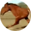 Brown horse galloping in a field with a light sky background